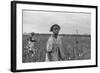 African American Girl Picking Cotton in Arkansas, Oct. 1935-null-Framed Photo