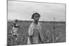 African American Girl Picking Cotton in Arkansas, Oct. 1935-null-Mounted Photo
