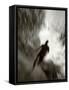 African American Male on a Training Run-Chris Trotman-Framed Stretched Canvas