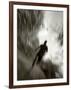 African American Male on a Training Run-Chris Trotman-Framed Photographic Print