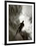 African American Male on a Training Run-Chris Trotman-Framed Photographic Print