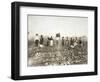 African American Men, Women, and Children, Employed as Cotton Pickers in North Carolina, 1900-null-Framed Art Print
