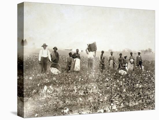 African American Men, Women, and Children, Employed as Cotton Pickers in North Carolina, 1900-null-Stretched Canvas