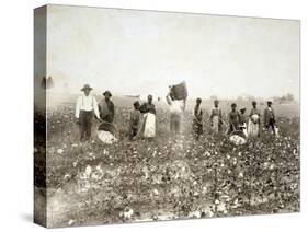 African American Men, Women, and Children, Employed as Cotton Pickers in North Carolina, 1900-null-Stretched Canvas