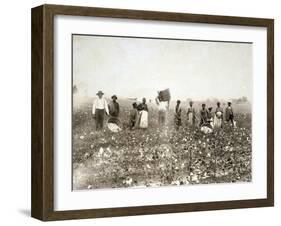 African American Men, Women, and Children, Employed as Cotton Pickers in North Carolina, 1900-null-Framed Art Print