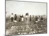 African American Men, Women, and Children, Employed as Cotton Pickers in North Carolina, 1900-null-Mounted Art Print