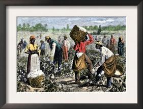 African-American Slaves Picking Cotton-null-Framed Art Print