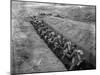 African American Soldiers Training at Fort Huachuca-null-Mounted Photo