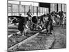 African American Women Working on a Railroad Crew-null-Mounted Photo