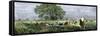 African-Americans Cutting Rice in Louisiana, Supervised by an Overseer on Horseback-null-Framed Stretched Canvas