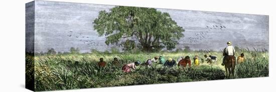 African-Americans Cutting Rice in Louisiana, Supervised by an Overseer on Horseback-null-Stretched Canvas