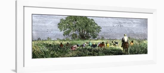 African-Americans Cutting Rice in Louisiana, Supervised by an Overseer on Horseback-null-Framed Giclee Print