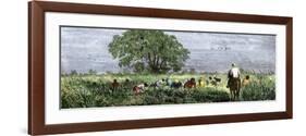African-Americans Cutting Rice in Louisiana, Supervised by an Overseer on Horseback-null-Framed Giclee Print