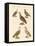 African and Asiatic Vultures-null-Framed Stretched Canvas