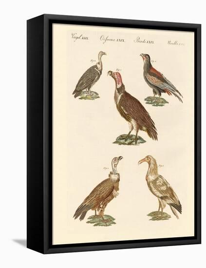 African and Asiatic Vultures-null-Framed Stretched Canvas