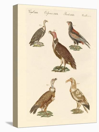 African and Asiatic Vultures-null-Stretched Canvas