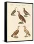 African and Asiatic Vultures-null-Framed Stretched Canvas