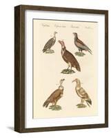 African and Asiatic Vultures-null-Framed Giclee Print