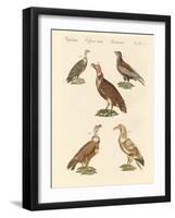 African and Asiatic Vultures-null-Framed Giclee Print