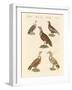 African and Asiatic Vultures-null-Framed Giclee Print