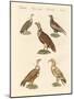 African and Asiatic Vultures-null-Mounted Giclee Print