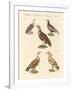 African and Asiatic Vultures-null-Framed Giclee Print