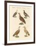 African and Asiatic Vultures-null-Framed Giclee Print