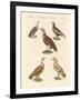 African and Asiatic Vultures-null-Framed Giclee Print