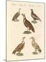 African and Asiatic Vultures-null-Mounted Giclee Print