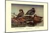 African and Meller's Ducks-Allan Brooks-Mounted Art Print