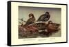 African and Meller's Ducks-Allan Brooks-Framed Stretched Canvas