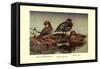 African and Meller's Ducks-Allan Brooks-Framed Stretched Canvas