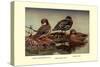 African and Meller's Ducks-Allan Brooks-Stretched Canvas