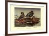 African and Meller's Ducks-Allan Brooks-Framed Premium Giclee Print