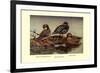 African and Meller's Ducks-Allan Brooks-Framed Premium Giclee Print