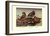 African and Meller's Ducks-Allan Brooks-Framed Art Print