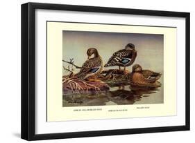 African and Meller's Ducks-Allan Brooks-Framed Art Print