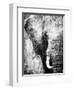 African Animals I - Grey-Eric Yang-Framed Art Print