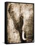 African Animals I - Sepia-Eric Yang-Framed Stretched Canvas