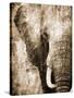 African Animals I - Sepia-Eric Yang-Stretched Canvas