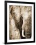 African Animals I - Sepia-Eric Yang-Framed Art Print