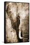 African Animals I - Sepia-Eric Yang-Framed Stretched Canvas