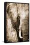 African Animals I - Sepia-Eric Yang-Framed Stretched Canvas