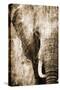 African Animals I - Sepia-Eric Yang-Stretched Canvas