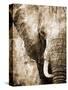 African Animals I - Sepia-Eric Yang-Stretched Canvas