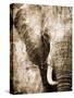 African Animals I - Sepia-Eric Yang-Stretched Canvas