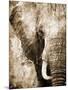 African Animals I - Sepia-Eric Yang-Mounted Art Print