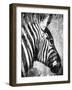 African Animals II - Grey-Eric Yang-Framed Art Print