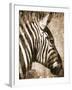 African Animals II - Sepia-Eric Yang-Framed Art Print