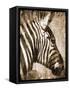 African Animals II - Sepia-Eric Yang-Framed Stretched Canvas